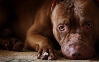 9 dolog a kutyákról, amelyekről valószínűleg nem ismeri a tényeket, kutya, érdekes