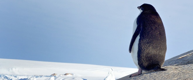 És a jég egyre kisebb