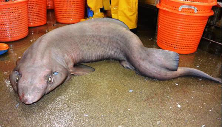 A szörnycápa Skócia partjainál van elkapva.