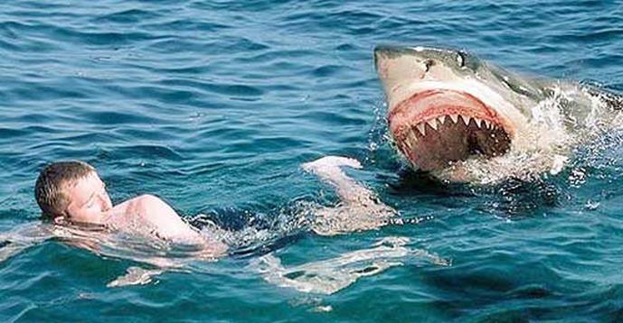 A cápák gyakrabban kezdtek támadni az embereket: a globális felmelegedés ismét a hibás
