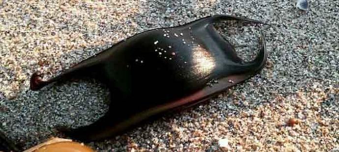 A cápák tojásokat is tojnak, csak nagyon furcsa tojásokat.