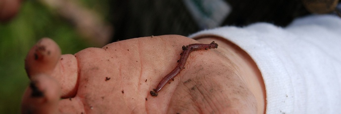 Az alkoholizmus segít letiltani nem a tilalmakat, hanem a szokásos férgeket.