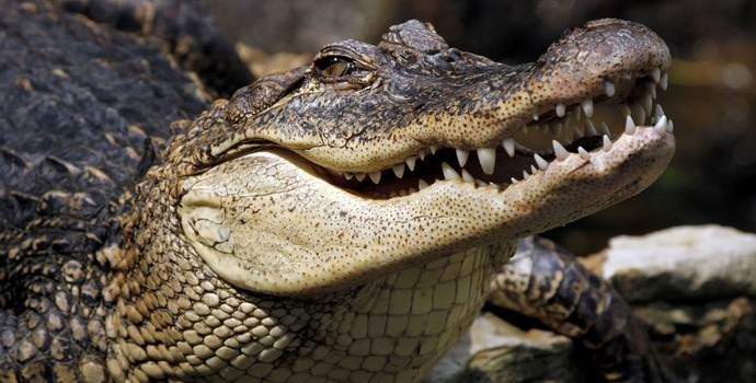 Az aligátor felrobbantotta a szökött amerikai