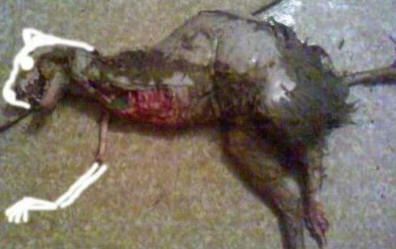 Alternatív pillantás a Chupacabra jelenségre