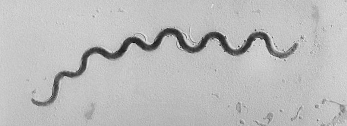 Amerikának kell felelnie a guatemalai szifilisz fertőzéséért