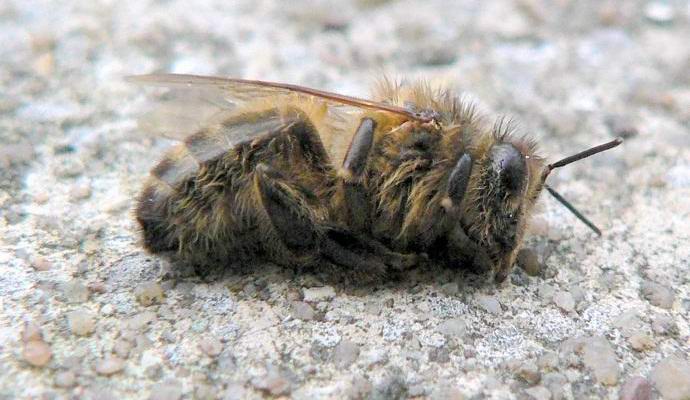 Az amerikaiak véletlenül több millió méheket öltek meg