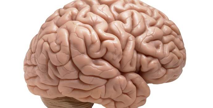 Az amerikaiak laboratóriumban növelték az emberi agyukat.