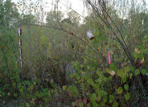 Az amerikai harc a területért folytatott yetiért