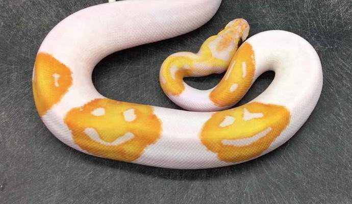 Az amerikai kígyót hozott hangulatjelekkel a bőrén