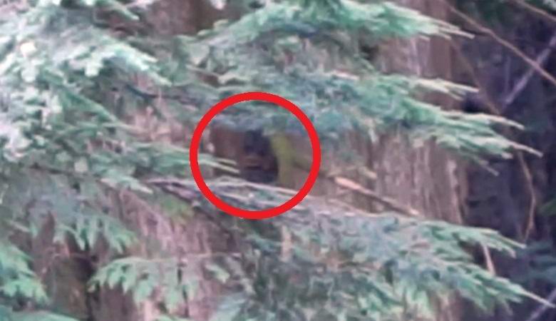 Az amerikai elfoglalt egy videót a hóember fejéről a tűk boraiból