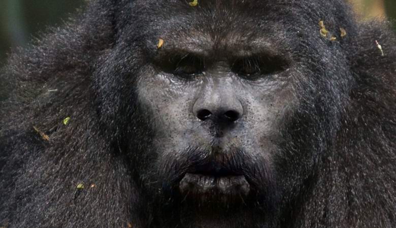 Az amerikai fényképezett nagylábú a téli erdőben