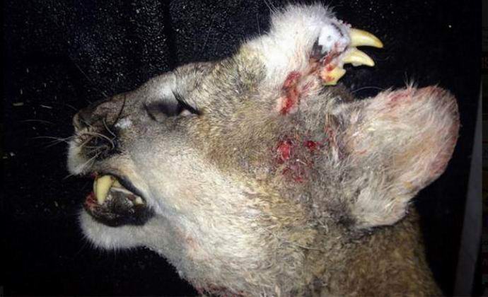 Egy amerikai pofát lőtt egy pofával a feje fölött