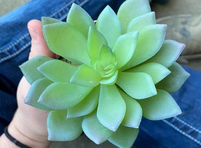 Egy amerikai két évig itatott egy virágot, amíg rájött, hogy ez mesterséges.