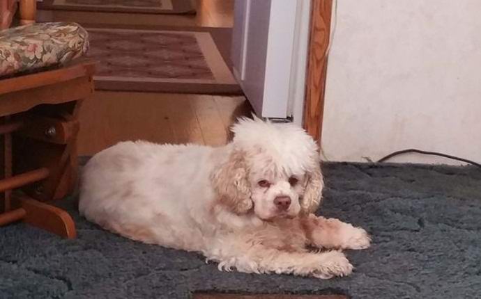 Egy amerikai videón rögzítette kutyájának szellemét