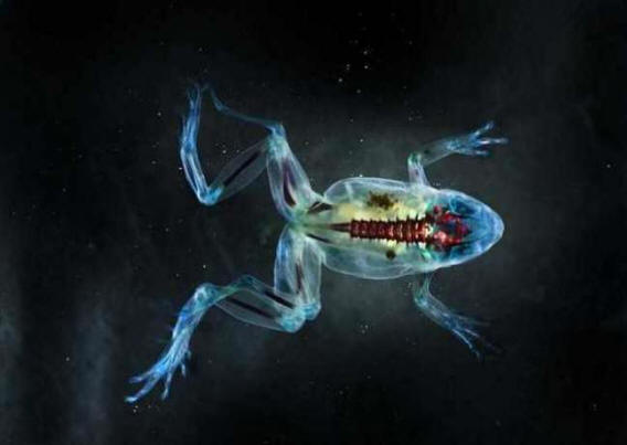 Az amerikai folyók kétéltű mutánsokat generálnak