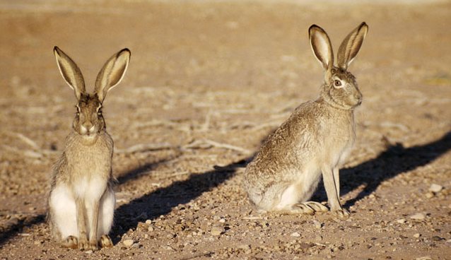 Amerikai terrorista mezei nyulak: nem érdekel! ..