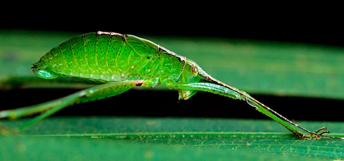 Amerikát mutáns szúnyogok fenyegetik