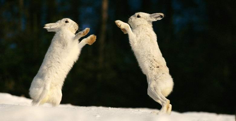 Anomális nyulak fényképeztek a Komi Köztársaságban
