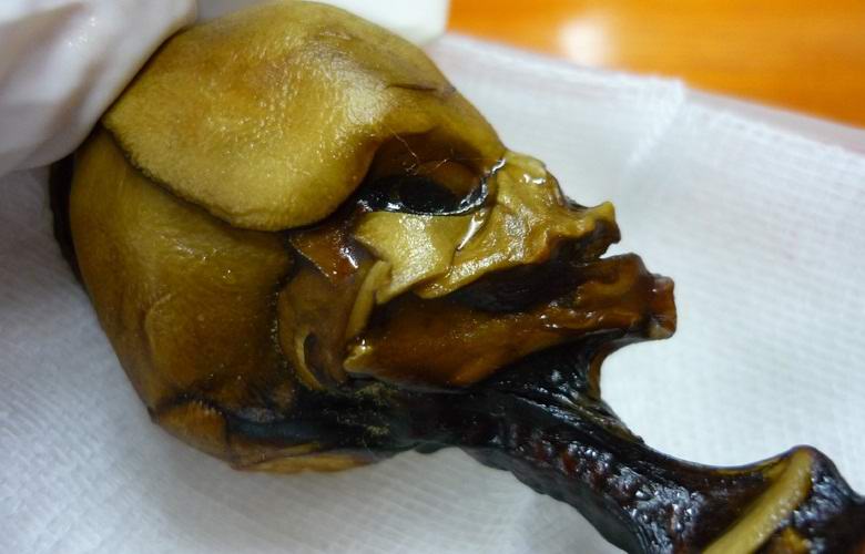 Atakama humanoid, mint mutáns, nem idegen