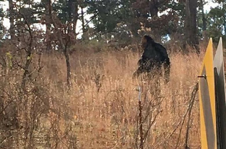 Az ausztrál találkozott Yovi-val, és nem nagyon ijedt ettől a találkozótól.