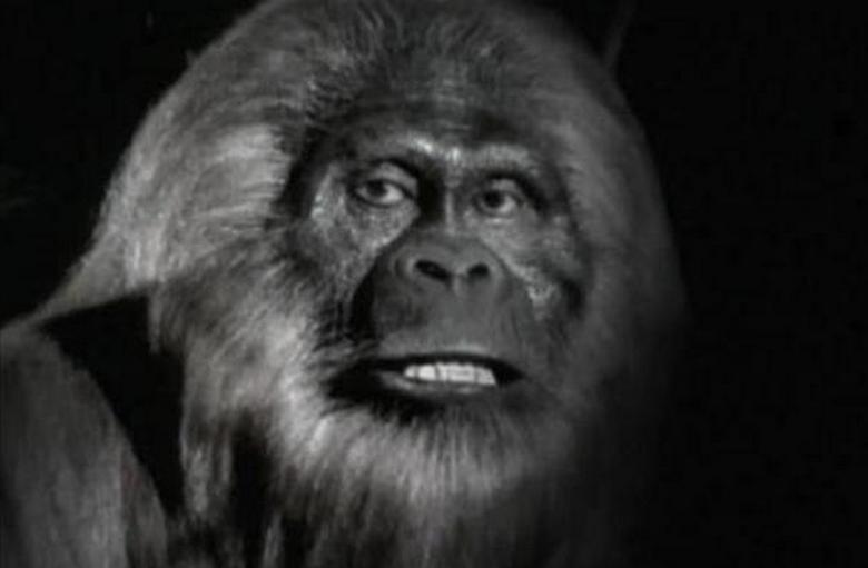 Ausztrál nagylábú - Yovi