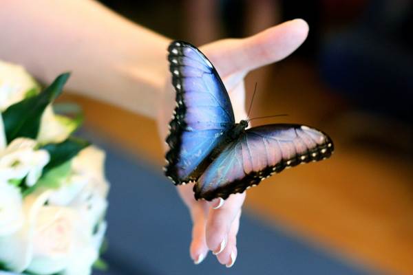 a pillangó egy emberre ült 