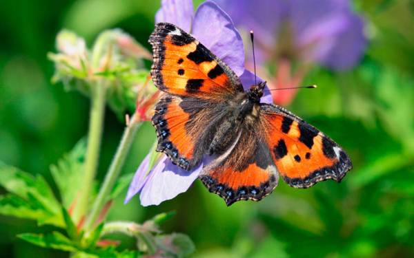 pillangó csalánkiütés 