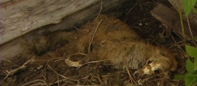 Bashkir Chupacabra róka lett