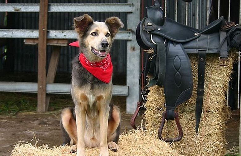 Nem csak az emberek, hanem a háziállatok is nyom nélkül eltűnnek