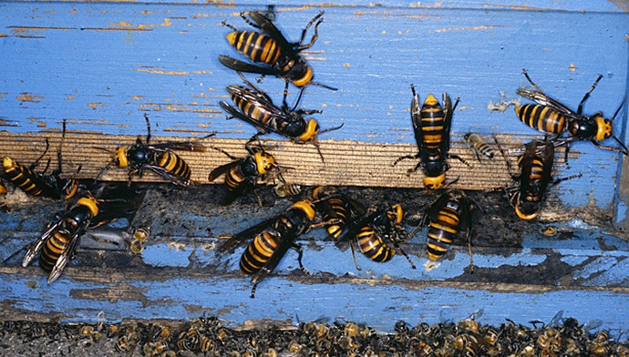 Kegyetlen gyilkosok szúrással