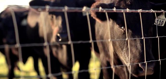 Több húst eszünk - gyorsabban pusztítjuk el magunkat és bolygónkat