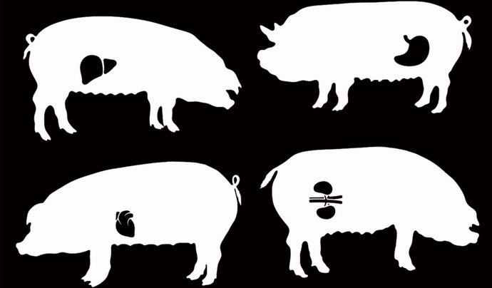 A britek elkezdenek sertéseket nevelni emberi szervekkel