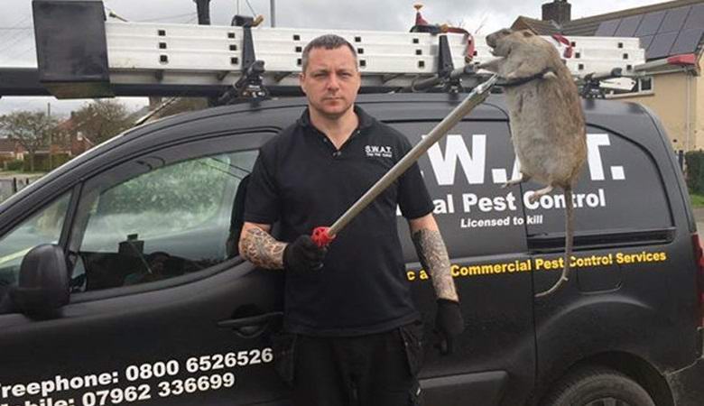 A brit mutáns patkányokat kíván létrehozni