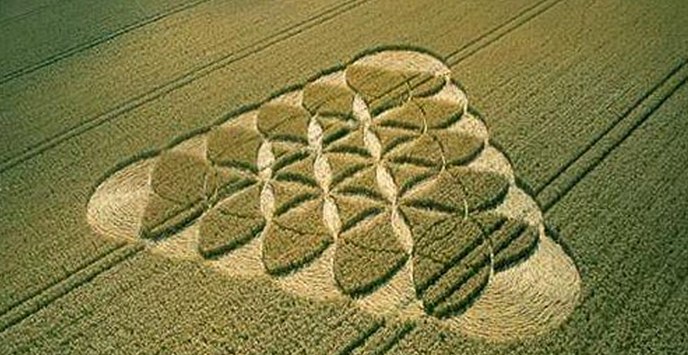 A brit hatóságok köröket tettek a mezőkre, hogy hamisításnak hívják őket