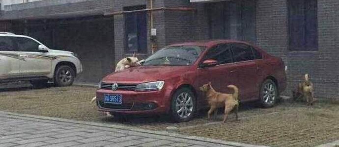 Egy kóbor kutya barátokat hívott és bosszút állt az elkövetőért