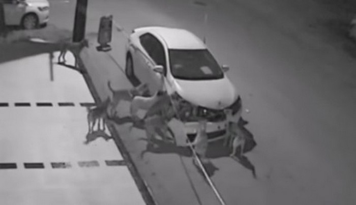 Kóbor kutyák nem csak az embereket támadják meg