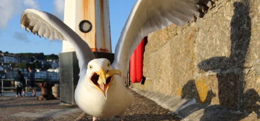 Sirályok megtanulták mondani az időt 