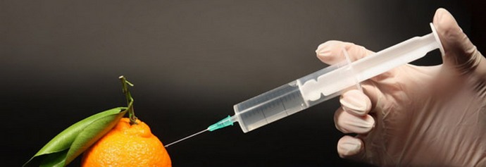 Az emberiség megsemmisíti a GMO-kat