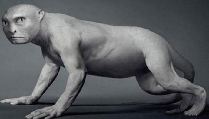 Az ember egy patkányból származott?