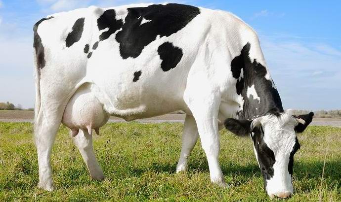 Cseljabinszk állampolgárai felajánlják a tehénvásárlást