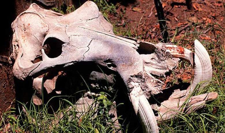 Afrikában felfedezett sárkány koponya
