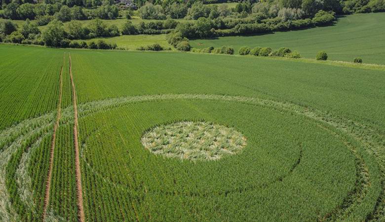 Az utóbbi időben négy növényi kép jelent meg a világon.