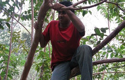 Négylábú férj és feleségfa