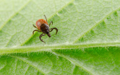 Mi lenne, ha egy encephalitis bevágna téged?