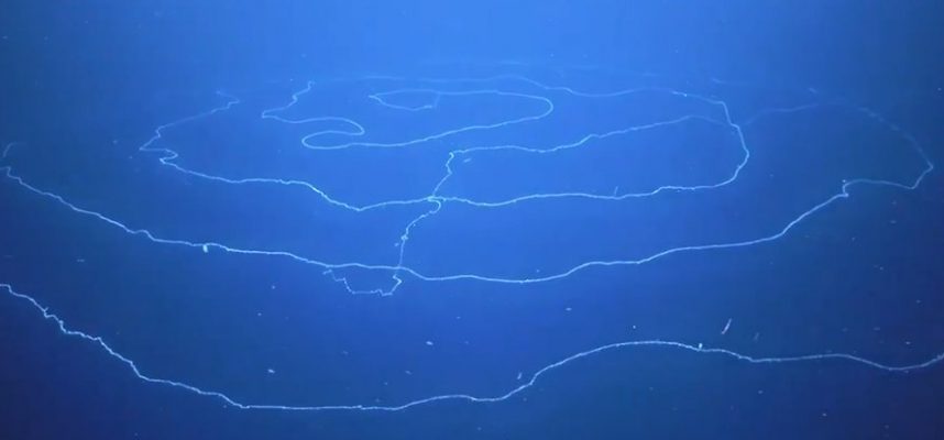 Mi úszik ez a hosszú hipnotikus dolog az óceánban? 