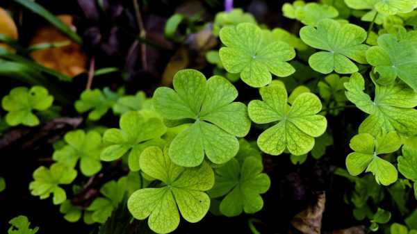 Mit jelent a négylevelű lóhere talizmán, és ez a szerencse szimbóluma? 