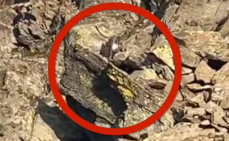 Milyen furcsa lény esett bele egy német fotós kameralencséjébe