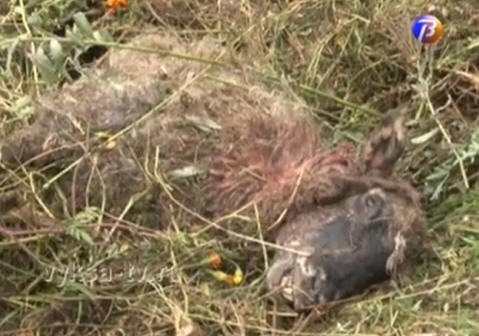 Chupacabra fokozódott: Dél-Urál, Nyizsnyij Novgorodi régió, Ukrajna