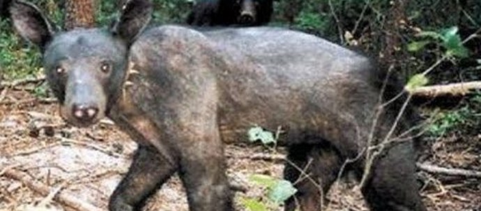 Chupacabra emlékezteti magát újra