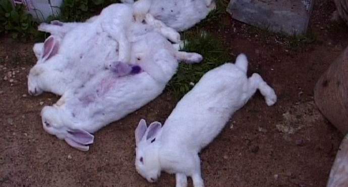 Chupacabra megsemmisíti a szarvasmarhákat Lipetsk közelében